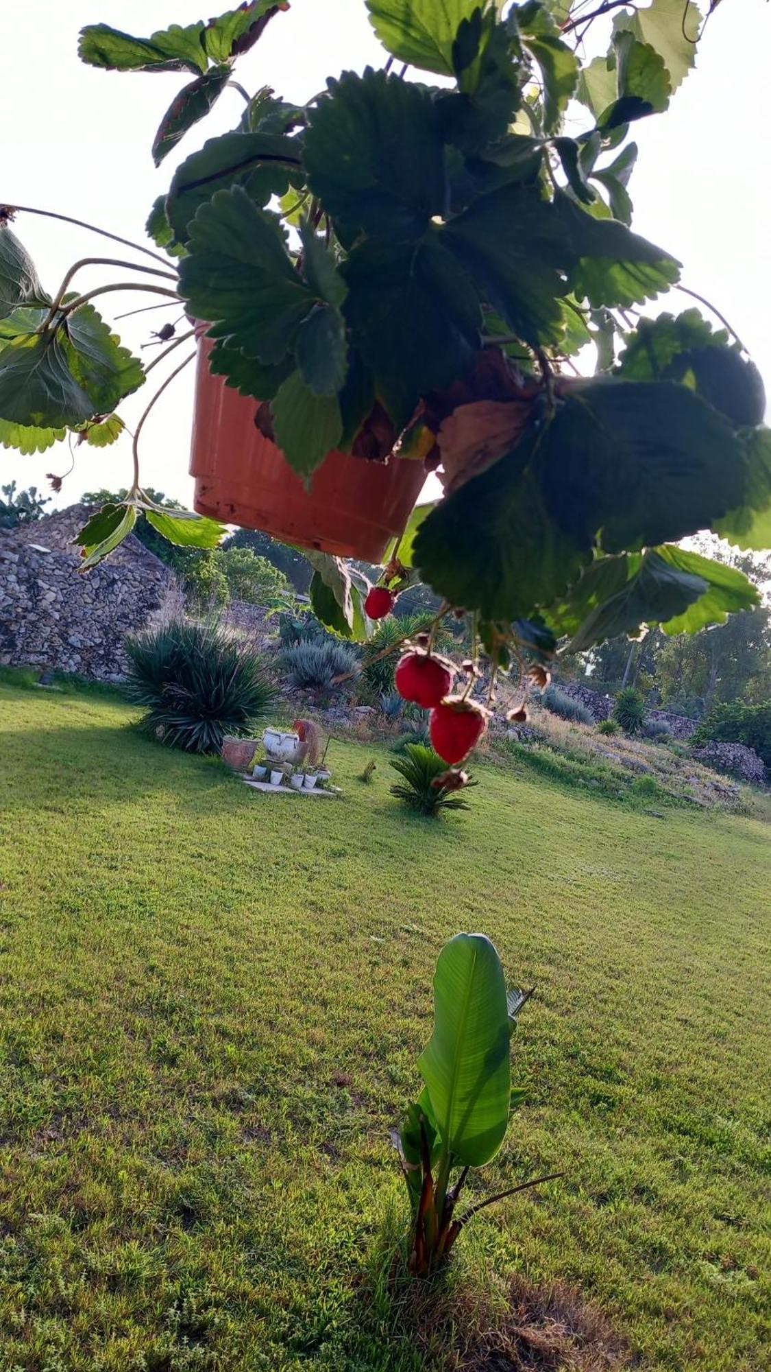 Masseria Petra * Martano